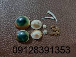 دعای مهره مار کبیره مشکل گشا