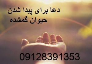 دعا برای پیدا شدن حیوان گمشده
