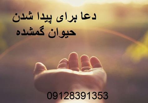 دعا برای پیدا شدن حیوان گمشده