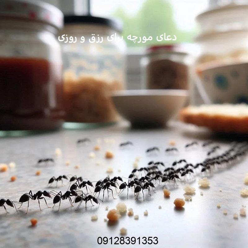 دعای مورچه برای رزق و روزی